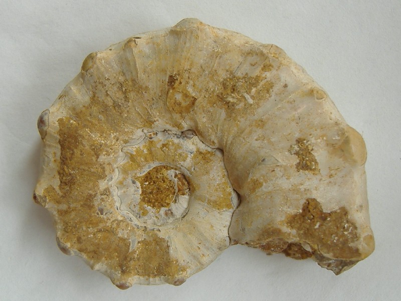 AMMONITE 7